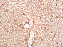 Rat liver was stained with anti-ATPB (PT0169R) rabbit antibody
