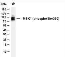 Various whole cell lysates were separated by 4-20% SDS-PAGE, and the membrane was blotted with anti-MSK1 (phospho Ser360) (PT0174R) antibody. The HRP-conjugated Goat anti-Rabbit IgG(H + L) antibody was used to detect the antibody.
