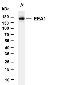 Various whole cell lysates were separated by 4-20% SDS-PAGE, and the membrane was blotted with anti-EEA1 (PT0188R) antibody. The HRP-conjugated Goat anti-Rabbit IgG(H + L) antibody was used to detect the antibody.
