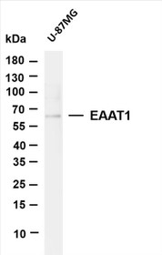 Various whole cell lysates were separated by 4-20% SDS-PAGE, and the membrane was blotted with anti-EAAT1 (PT0196R) antibody. The HRP-conjugated Goat anti-Rabbit IgG(H + L) antibody was used to detect the antibody.
