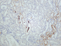 Rat kidney was stained with anti-Peroxiredoxin 1 (PT0201R) rabbit antibody