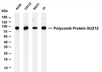 Various whole cell lysates were separated by 4-20% SDS-PAGE, and the membrane was blotted with anti-Polycomb Protein SUZ12 (PT0203R) antibody. The HRP-conjugated Goat anti-Rabbit IgG(H + L) antibody was used to detect the antibody.
