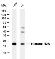 Various whole cell lysates were separated by 4-20% SDS-PAGE, and the membrane was blotted with anti-Histone H2A (PT0340R) antibody. The HRP-conjugated Goat anti-Rabbit IgG(H + L) antibody was used to detect the antibody.