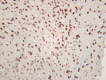Rat brain was stained with anti-GRP78/BiP (PT0344R) rabbit antibody