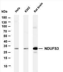 Various whole cell lysates were separated by 4-20% SDS-PAGE, and the membrane was blotted with anti-NDUFS3 (PT0348R) antibody. The HRP-conjugated Goat anti-Rabbit IgG(H + L) antibody was used to detect the antibody.