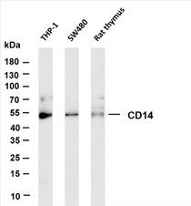 Various whole cell lysates were separated by 4-20% SDS-PAGE, and the membrane was blotted with anti-CD14 (PT0403R) antibody. The HRP-conjugated Goat anti-Rabbit IgG(H + L) antibody was used to detect the antibody.