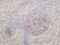 Rat spleen was stained with anti-CD21 (PT0441R) rabbit antibody