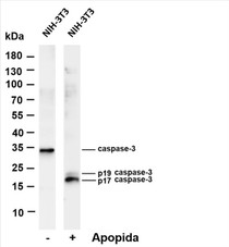 Various whole cell lysates were separated by 4-20% SDS-PAGE, and the membrane was blotted with anti-Cleaved Caspase-3 (Asp175) (PT0457R) antibody. The HRP-conjugated Goat anti-Rabbit IgG(H + L) antibody was used to detect the antibody.