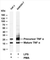 Various whole cell lysates were separated by 4-20% SDS-PAGE, and the membrane was blotted with anti-protein name   (PT0067R) antibody. The HRP-conjugated Goat anti-Rabbit IgG(H + L) antibody was used to detect the antibody.