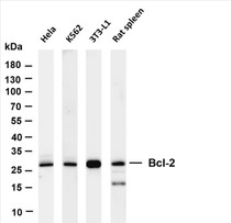 Various whole cell lysates were separated by 4-20% SDS-PAGE, and the membrane was blotted with anti-Bcl-2 (PT0487R) antibody. The HRP-conjugated Goat anti-Rabbit IgG(H + L) antibody was used to detect the antibody.
