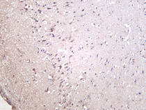 Rat brain was stained with anti-VEGFA (PT0522R) rabbit antibody
