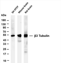 Various whole cell lysates were separated by 4-20% SDS-PAGE, and the membrane was blotted with anti-β3 Tubulin (PT0545R) antibody. The HRP-conjugated Goat anti-Rabbit IgG(H + L) antibody was used to detect the antibody.