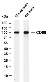 Various whole cell lysates were separated by 4-20% SDS-PAGE, and the membrane was blotted with anti-CD68 (PT0547R) antibody. The HRP-conjugated Goat anti-Rabbit IgG(H + L) antibody was used to detect the antibody.
