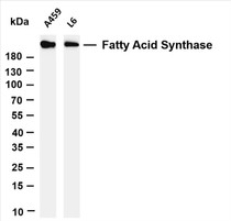 Various whole cell lysates were separated by 4-20% SDS-PAGE, and the membrane was blotted with anti-Fatty Acid Synthase (PT0554R) antibody. The HRP-conjugated Goat anti-Rabbit IgG(H + L) antibody was used to detect the antibody.