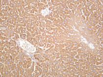 Mouse liver was stained with anti-PKC α (PT0560R) rabbit antibody