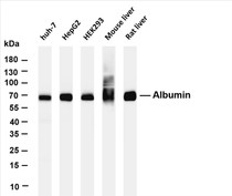 Various whole cell lysates were separated by 4-20% SDS-PAGE, and the membrane was blotted with anti-Albumin (PT0561R) antibody. The HRP-conjugated Goat anti-Rabbit IgG(H + L) antibody was used to detect the antibody.