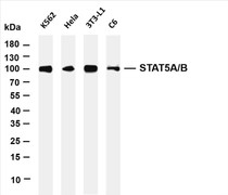 Various whole cell lysates were separated by 4-20% SDS-PAGE, and the membrane was blotted with anti-STAT5A/B (PT0563R) antibody. The HRP-conjugated Goat anti-Rabbit IgG(H + L) antibody was used to detect the antibody.