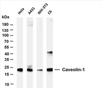 Various whole cell lysates were separated by 4-20% SDS-PAGE, and the membrane was blotted with anti-Caveolin-1 (PT0566R) antibody. The HRP-conjugated Goat anti-Rabbit IgG(H + L) antibody was used to detect the antibody.