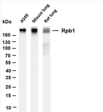 Various whole cell lysates were separated by 4-20% SDS-PAGE, and the membrane was blotted with anti-Rpb1 (PT0570R) antibody. The HRP-conjugated Goat anti-Rabbit IgG(H + L) antibody was used to detect the antibody.