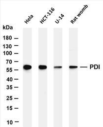 Various whole cell lysates were separated by 4-20% SDS-PAGE, and the membrane was blotted with anti-PDI (PT0573R) antibody. The HRP-conjugated Goat anti-Rabbit IgG(H + L) antibody was used to detect the antibody.