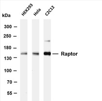 Various whole cell lysates were separated by 4-8% SDS-PAGE, and the membrane was blotted with anti-Raptor (PT0601R) antibody. The HRP-conjugated Goat anti-Rabbit IgG(H + L) antibody was used to detect the antibody.