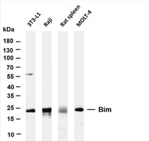 Various whole cell lysates were separated by 4-20% SDS-PAGE, and the membrane was blotted with anti-Bim (PT0603R) antibody. The HRP-conjugated Goat anti-Rabbit IgG(H + L) antibody was used to detect the antibody.