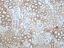 Mouse kidney was stained with anti-STAT6 (PT0623R) rabbit antibody