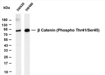 Various whole cell lysates were separated by 4-20% SDS-PAGE, and the membrane was blotted with anti-β Catenin (Phospho Thr41/Ser45) (PT0637R) antibody. The HRP-conjugated Goat anti-Rabbit IgG(H + L) antibody was used to detect the antibody.