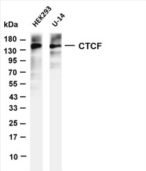 Various whole cell lysates were separated by 4-20% SDS-PAGE, and the membrane was blotted with anti-CTCF (PT0648R) antibody. The HRP-conjugated Goat anti-Rabbit IgG(H + L) antibody was used to detect the antibody.