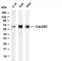 Various whole cell lysates were separated by 4-20% SDS-PAGE, and the membrane was blotted with anti-Cdc25C (PT0664R) antibody. The HRP-conjugated Goat anti-Rabbit IgG(H + L) antibody was used to detect the antibody.