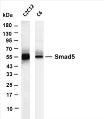 Various whole cell lysates were separated by 4-20% SDS-PAGE, and the membrane was blotted with anti-Smad5 (PT0677R) antibody. The HRP-conjugated Goat anti-Rabbit IgG(H + L) antibody was used to detect the antibody.