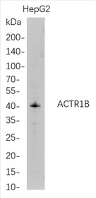 Western Blot analysis of HepG2 whole cell lysates were separated by 4-20% SDS-PAGE, and the membrane was blotted with anti-ACTR1B rabbit mAb. The HRP-conjugated Goat anti-Rabbit IgG(H + L) antibody was used to detect the antibody.