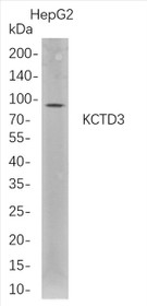 Western Blot analysis of HepG2 whole cell lysates were separated by 4-20% SDS-PAGE, and the membrane was blotted with anti-KCTD3 rabbit mAb. The HRP-conjugated Goat anti-Rabbit IgG(H + L) antibody was used to detect the antibody.