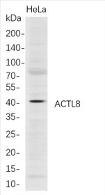 Western Blot analysis of HeLa whole cell lysates were separated by 4-20% SDS-PAGE, and the membrane was blotted with anti-ACTL8 rabbit mAb. The HRP-conjugated Goat anti-Rabbit IgG(H + L) antibody was used to detect the antibody.