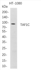 Western Blot analysis of HT-1080 whole cell lysates were separated by 4-20% SDS-PAGE, and the membrane was blotted with anti-TAF1C rabbit mAb. The HRP-conjugated Goat anti-Rabbit IgG(H + L) antibody was used to detect the antibody.