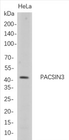 Western Blot analysis of HeLa whole cell lysates were separated by 4-20% SDS-PAGE, and the membrane was blotted with anti-PACSIN3 rabbit mAb. The HRP-conjugated Goat anti-Rabbit IgG(H + L) antibody was used to detect the antibody.