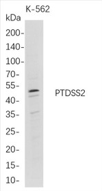 Western Blot analysis of K-562 whole cell lysates were separated by 4-20% SDS-PAGE, and the membrane was blotted with anti-PTDSS2 rabbit mAb. The HRP-conjugated Goat anti-Rabbit IgG(H + L) antibody was used to detect the antibody.