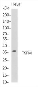Western Blot analysis of HeLa whole cell lysates were separated by 4-20% SDS-PAGE, and the membrane was blotted with anti-TSFM rabbit mAb. The HRP-conjugated Goat anti-Rabbit IgG(H + L) antibody was used to detect the antibody.