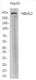 Western Blot analysis of HepG2 whole cell lysates were separated by 4-20% SDS-PAGE, and the membrane was blotted with anti-NBEAL2 rabbit mAb. The HRP-conjugated Goat anti-Rabbit IgG(H + L) antibody was used to detect the antibody.