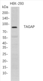 Western Blot analysis of HEK-293   whole cell lysates were separated by 4-20% SDS-PAGE, and the membrane was blotted with anti-TAGAP rabbit mAb. The HRP-conjugated Goat anti-Rabbit IgG(H + L) antibody was used to detect the antibody.