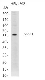 Western Blot analysis of HEK-293   whole cell lysates were separated by 4-20% SDS-PAGE, and the membrane was blotted with anti-SGSH rabbit mAb. The HRP-conjugated Goat anti-Rabbit IgG(H + L) antibody was used to detect the antibody.