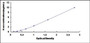 Typical Standard Curve for MMP23B ELISA (Sandwich)