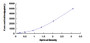 Typical Standard Curve for LOX1 ELISA (Sandwich)