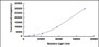 Typical Standard Curve for WNT3 CLIA (Sandwich)