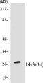 Western blot analysis of extracts from 293 cells, treated with Forskolin 40nM 30', using 14-3-3 zeta (Ab-58) Antibody. 