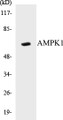 Western blot analysis of extracts from HT29 cells, using AMPK1 (Ab-485) Antibody. 