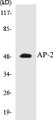 Western blot analysis of extracts from COLO205 cells, using AP-2 Antibody. 