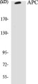 Western blot analysis of extracts from COLO205 cells, using APC Antibody. 