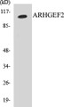 Western blot analysis of the lysates from COLO205 cells using ARHGEF2 antibody.