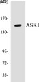 Western blot analysis of extracts from MDA-MB-435 cells, using ASK1 (Ab-83) Antibody. 